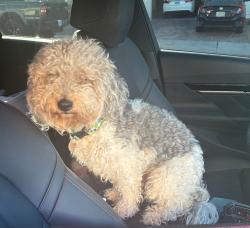 Lost Male Dog last seen Beardsley ave. & Oildale Dr, Bakersfield, CA 93308