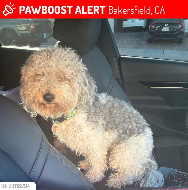 Lost Male Dog last seen Beardsley ave. & Oildale Dr, Bakersfield, CA 93308