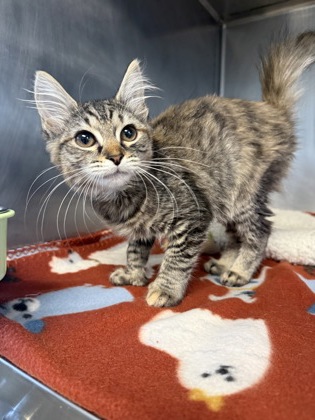 Shelter Stray Female Cat last seen Trent Ct Building C2, New Bern City Limits,, 1639 Old Airport Rd, New Bern, NC 28562, USA