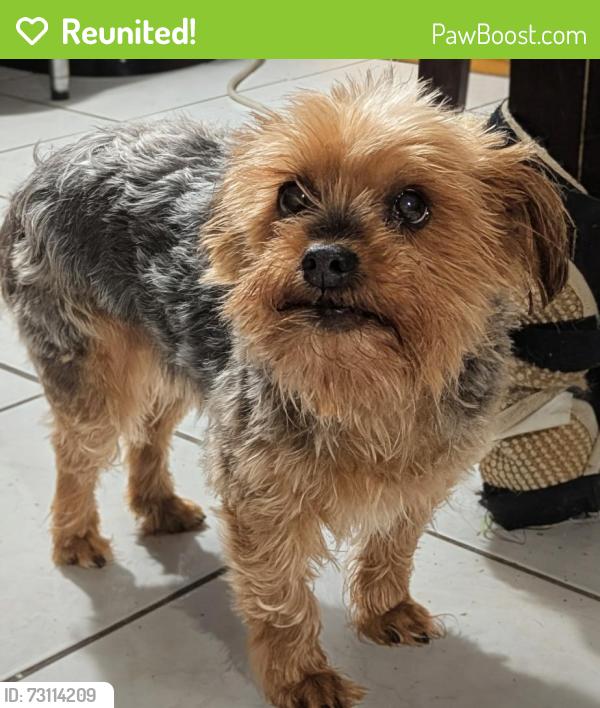 Reunited Female Dog last seen Wellington and Laverne, Chicago, IL 60647