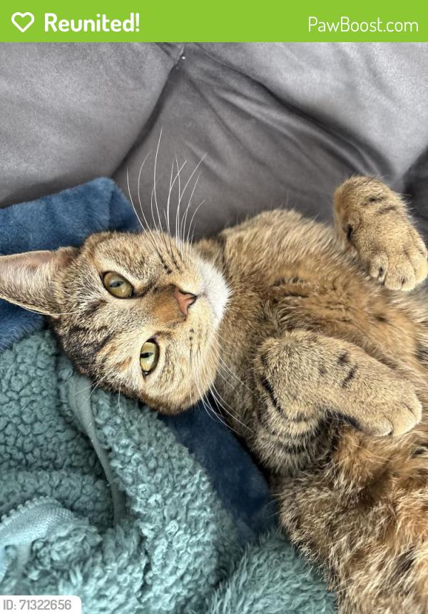 Reunited Female Cat last seen Bobs Marina, Antioch, IL 60002