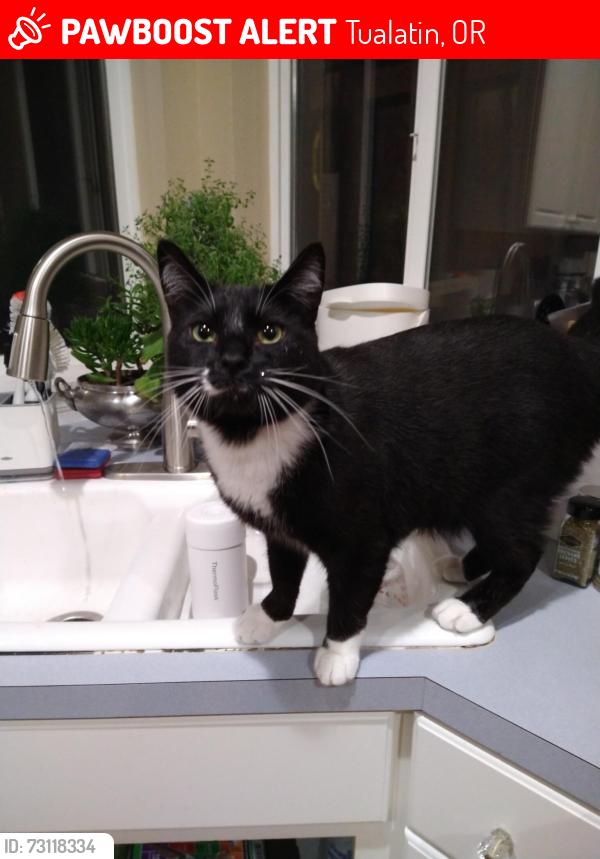 Lost Male Cat last seen Near sw Kalispell st Tualatin OR 97062, Tualatin, OR 97062