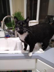 Lost Male Cat last seen Near sw Kalispell st Tualatin OR 97062, Tualatin, OR 97062