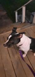 Reunited Female Dog last seen Near Irish vibe walk woodruff s.c 29388, Woodruff, SC 29388