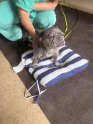 Found/Stray Female Dog last seen V I Ranch Rd, Bristol, TN 37620