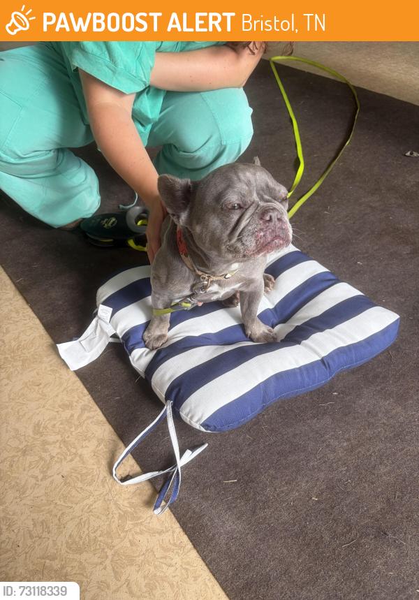 Found/Stray Female Dog last seen V I Ranch Rd, Bristol, TN 37620