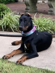 Reunited Female Dog last seen 111th and S 353rd East Avenue, Coweta, OK 74429