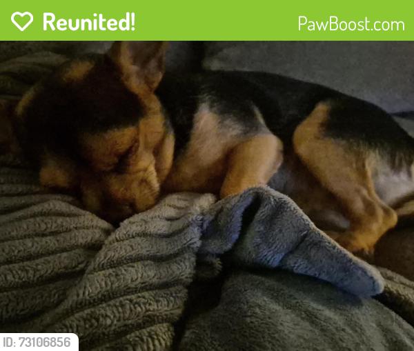 Reunited Male Dog last seen Cussick, Chico, CA 95926