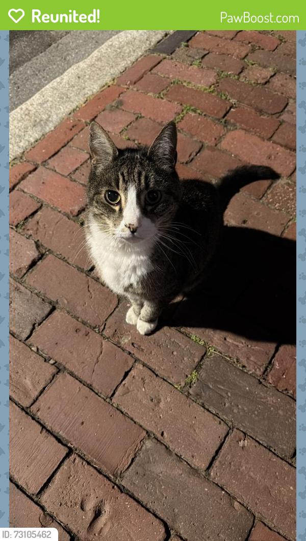Reunited Unknown Cat last seen Across the street from Barcelona wine bar, Cambridge, MA 02138