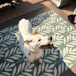 Reunited Male Dog last seen Near floral drive, Allouez, WI 54301