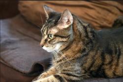 Lost Female Cat last seen Near Hampton crest circle 23832 chesterfield county va, Chesterfield, VA 23832