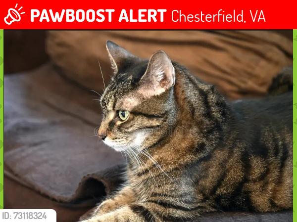 Lost Female Cat last seen Near Hampton crest circle 23832 chesterfield county va, Chesterfield, VA 23832
