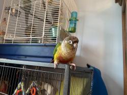 Lost Unknown Bird last seen Bernie Arbor Stadium on Upper Kenilworth, Hamilton, ON 