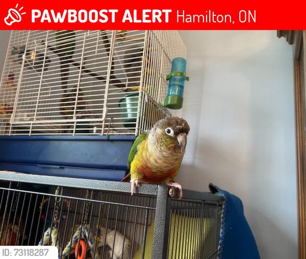 Lost Unknown Bird last seen Bernie Arbor Stadium on Upper Kenilworth, Hamilton, ON 