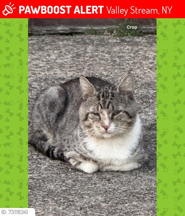 Lost Male Cat last seen hendrickson ave , Valley Stream, NY 11582