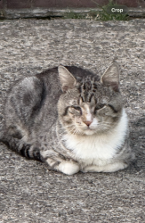Lost Male Cat last seen hendrickson ave , Valley Stream, NY 11582