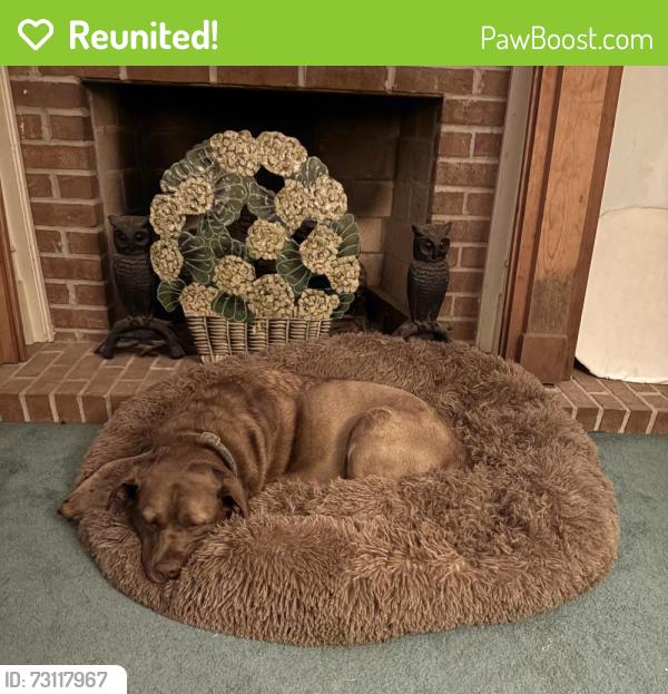 Reunited Female Dog last seen Perimeter Church, Johns Creek, GA 30097