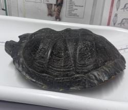 Shelter Stray Female Reptile last seen Near Plaza Dolores, San Diego, CA, 92128, Escondido, CA 92027, USA
