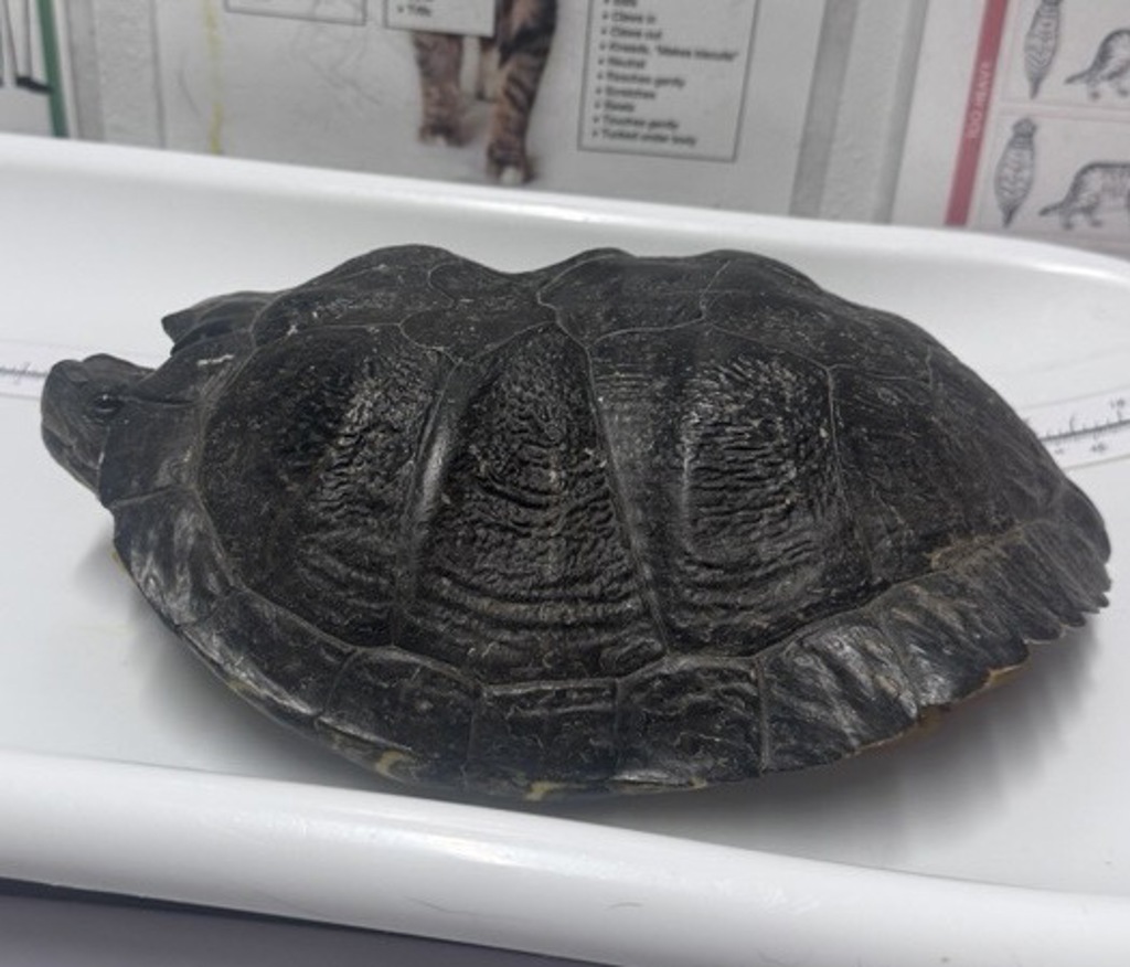 Shelter Stray Female Reptile last seen Near Plaza Dolores, San Diego, CA, 92128, Escondido, CA 92027, USA