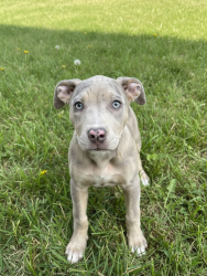 Shelter Stray Female Dog last seen W, Bluffdale, UT, 84065, 511 W 3900 S, Salt Lake City, UT 84123, USA