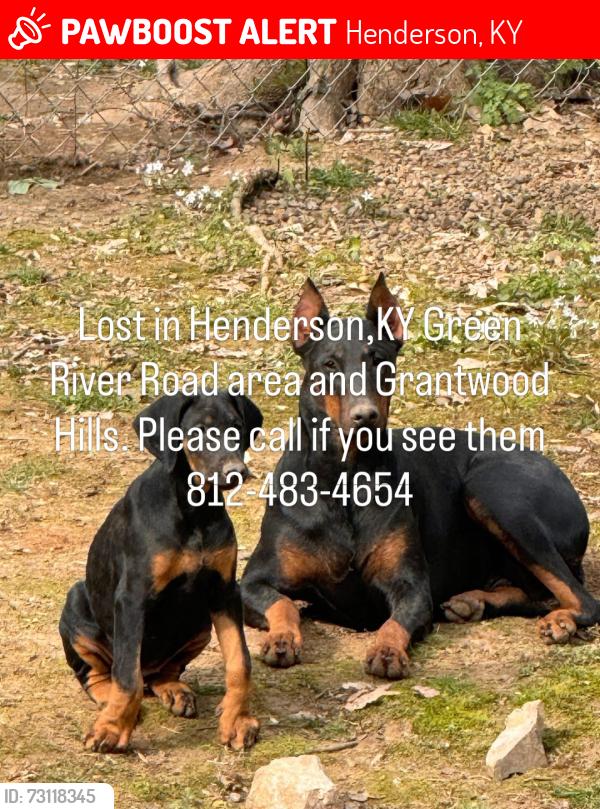 Lost Female Dog last seen Grantwood Hills, Henderson, KY 42420
