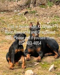 Lost Female Dog last seen Grantwood Hills, Henderson, KY 42420
