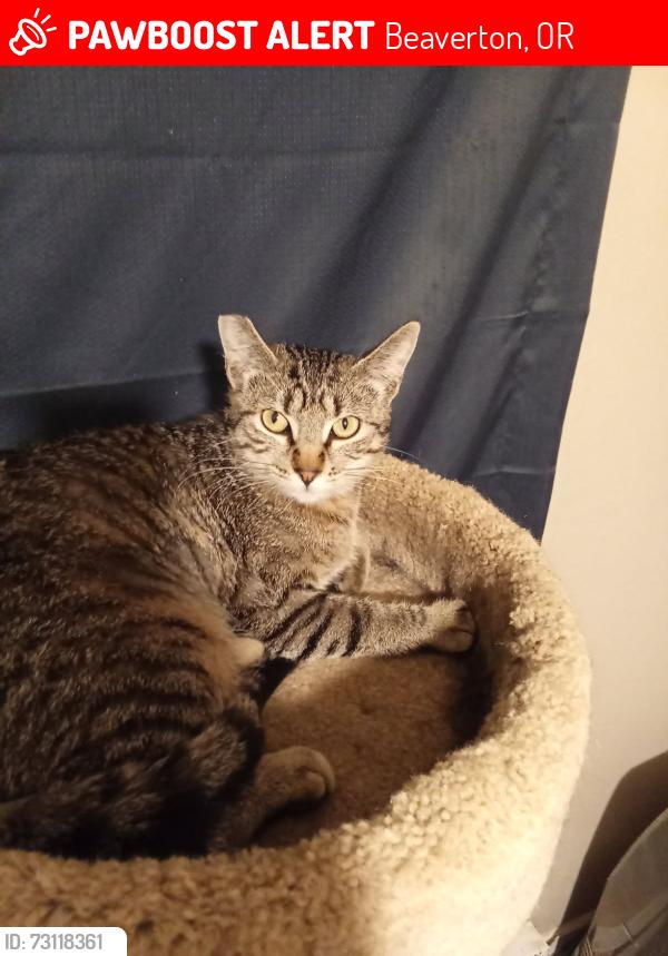 Lost Female Cat last seen Franklin Ave And 5th Street, Beaverton, OR 97005