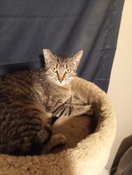 Lost Female Cat last seen Franklin Ave And 5th Street, Beaverton, OR 97005