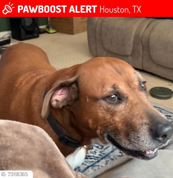 Lost Female Dog last seen Trailing moss dr, houston, TX 77064, Houston, TX 77064