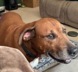 Lost Female Dog last seen Trailing moss dr, houston, TX 77064, Houston, TX 77064