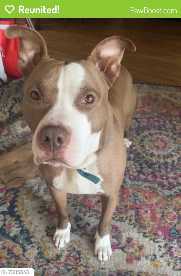 Reunited Male Dog last seen S Birch St & E Mexico Ave, Denver, CO 80222
