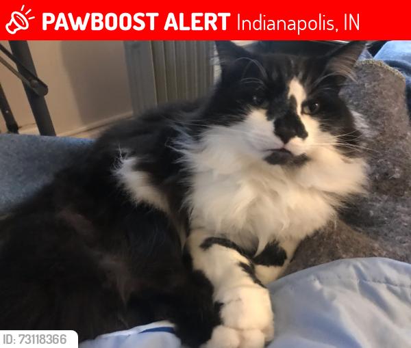 Lost Male Cat last seen Delaware and 30th, Indianapolis, IN 46205