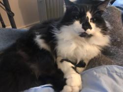 Lost Male Cat last seen Delaware and 30th, Indianapolis, IN 46205