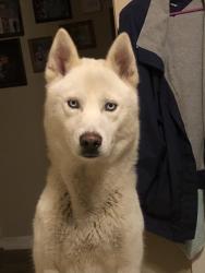 Reunited Male Dog last seen Middle School/ Welders Institute/Hot Spot by the CSRA entrance., New Ellenton, SC 29809