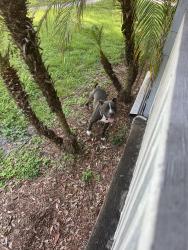 Found/Stray Unknown Dog last seen Michigan near sherwin Williams, Kissimmee, FL 34744