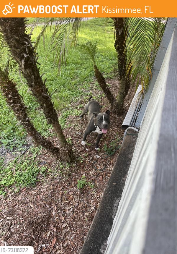 Found/Stray Unknown Dog last seen Michigan near sherwin Williams, Kissimmee, FL 34744