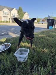 Reunited Male Dog last seen Parkside West Subdivision, Winston-Salem, NC 27127