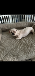 Reunited Male Dog last seen ashburton dr, Jersey Village, TX 77040