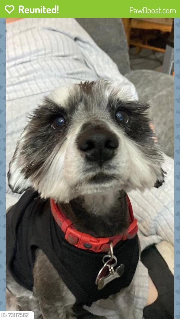 Reunited Male Dog last seen 98th university, Lubbock, TX 79423