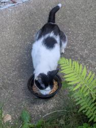 Found/Stray Female Cat last seen 41st and Aldrich, Minneapolis, MN 55412