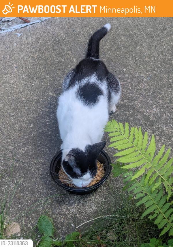 Found/Stray Female Cat last seen 41st and Aldrich, Minneapolis, MN 55412
