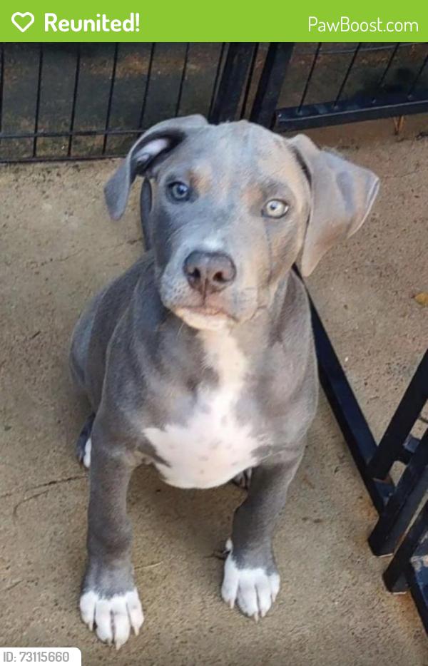Reunited Male Dog last seen S Birch St & E Mexico Ave, Denver, CO 80222