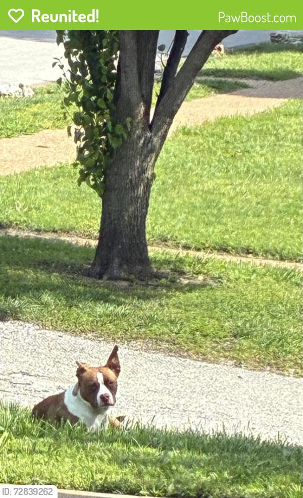 Reunited Female Dog last seen West florrisant, Jennings, MO 63136