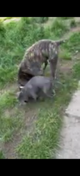Reunited Female Dog last seen Iongacre, Detroit, MI 48228