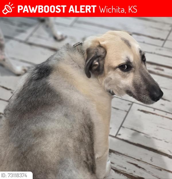 Lost Male Dog last seen West st and I235, Wichita, KS 67215