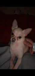Lost Male Dog last seen Near Omar dr, columbus Ohio 43207, Columbus, OH 43207