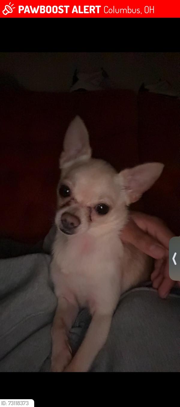 Lost Male Dog last seen Near Omar dr, columbus Ohio 43207, Columbus, OH 43207