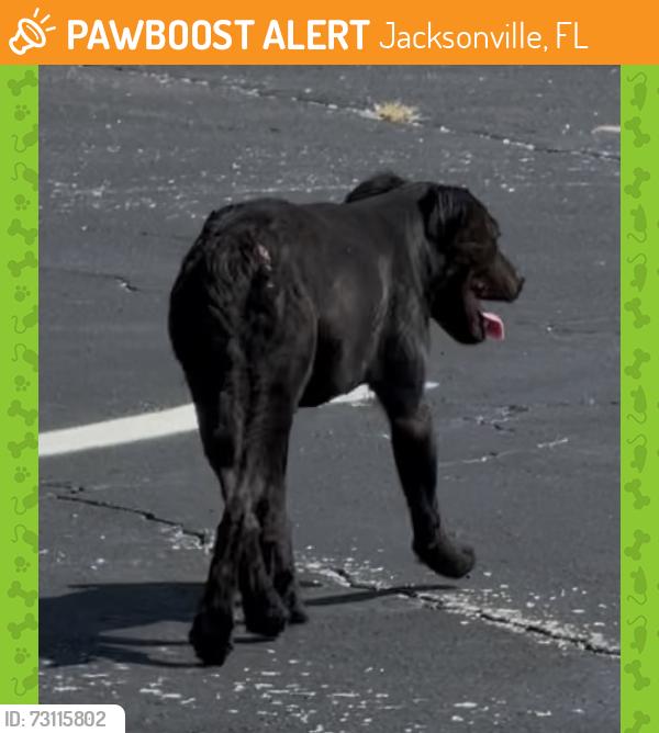 Found/Stray Female Dog last seen Roses Discount Store 9459 lem Turner rd, Jacksonville, FL 32208