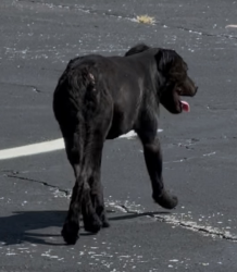 Found/Stray Female Dog last seen Roses Discount Store 9459 lem Turner rd, Jacksonville, FL 32208