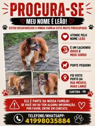 Lost Male Dog last seen Simão bolívar, Hugo Lange, PR 82590-300